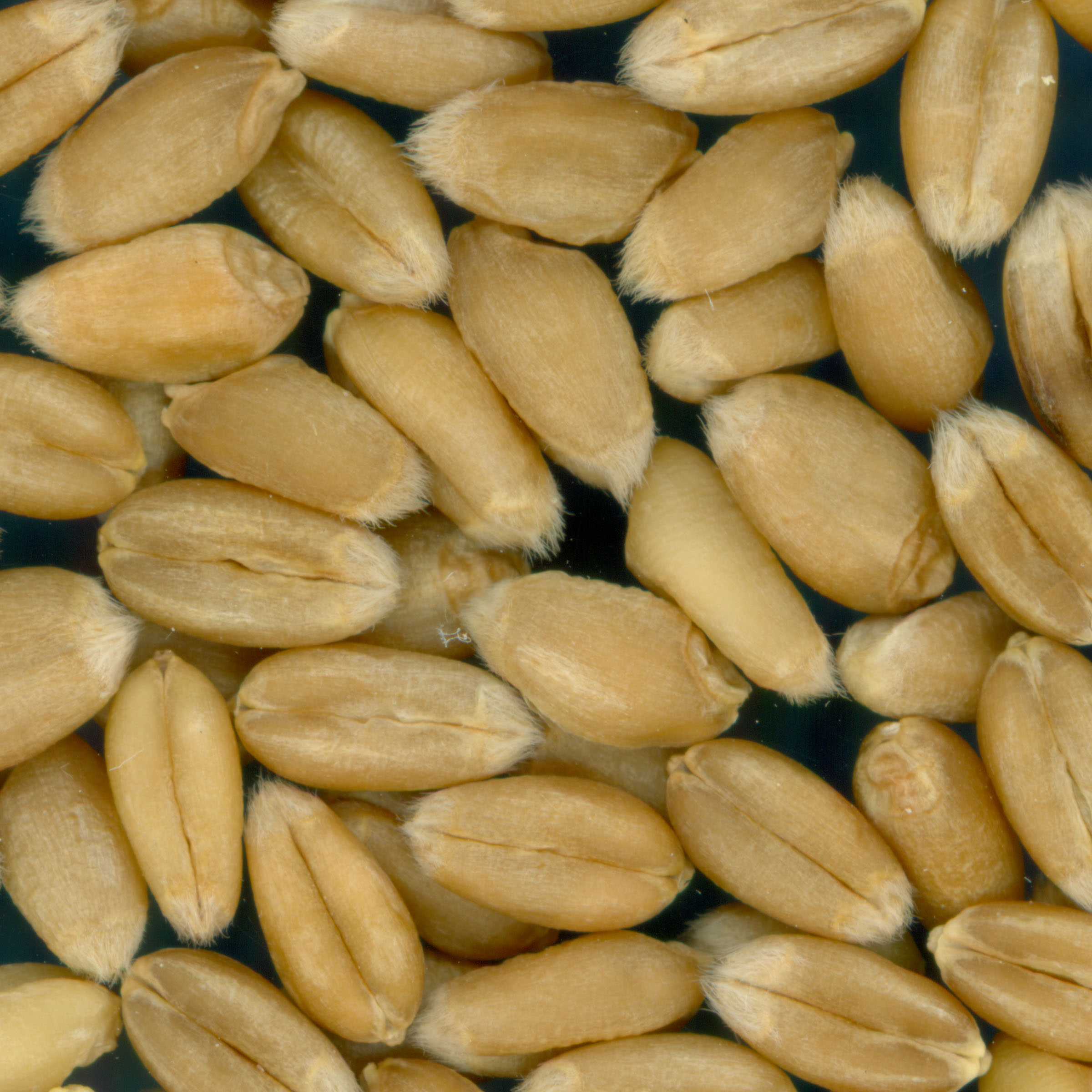 KERNELS